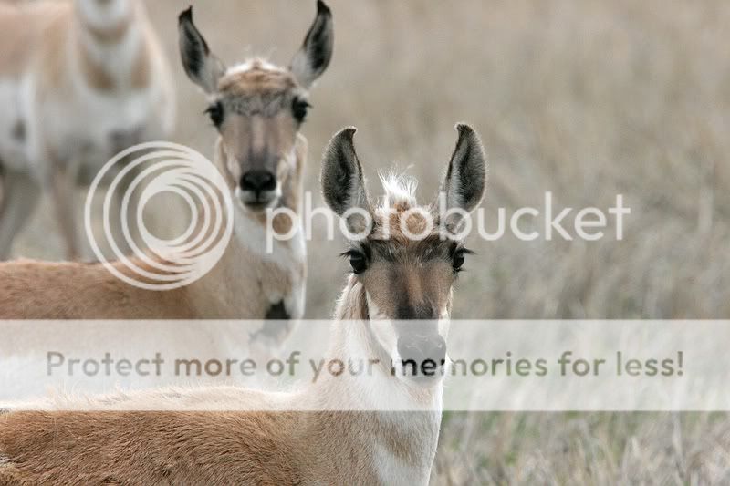 2007-06-01-2797-PronghornAntelope.jpg