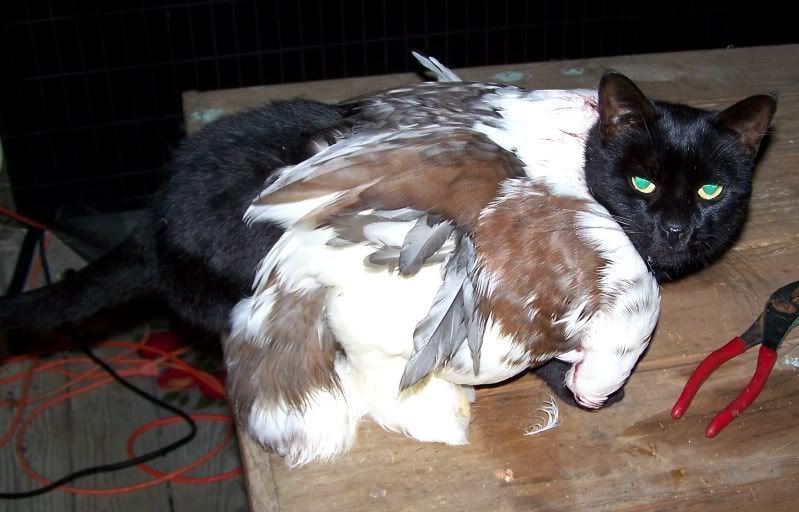 duckfur2.jpg