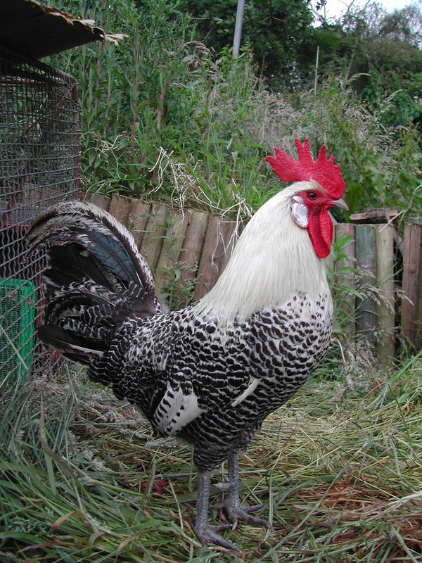 silver_campine_cock_by_tripehound-d52hbk5.jpg