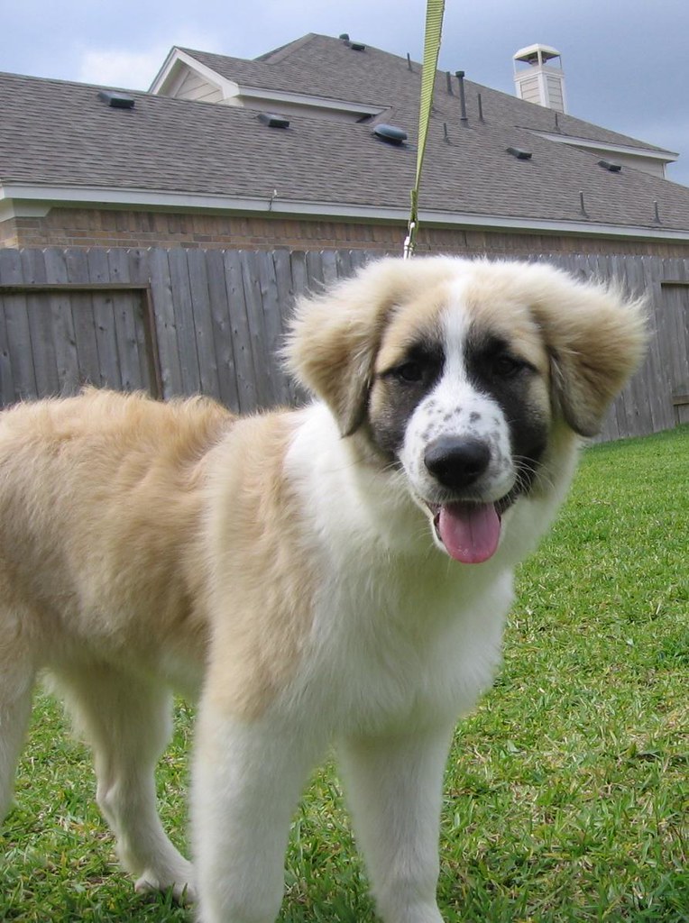Great Pyrenees Anatolian Shepherd Mix - petfinder