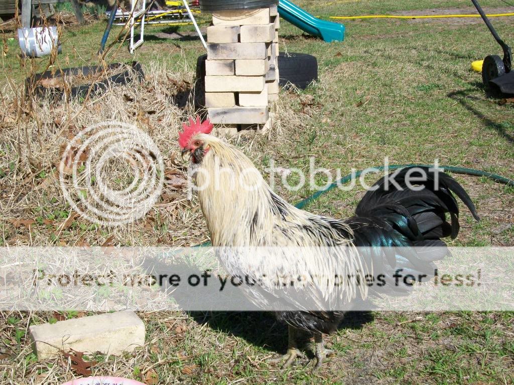chickenfeb11021.jpg