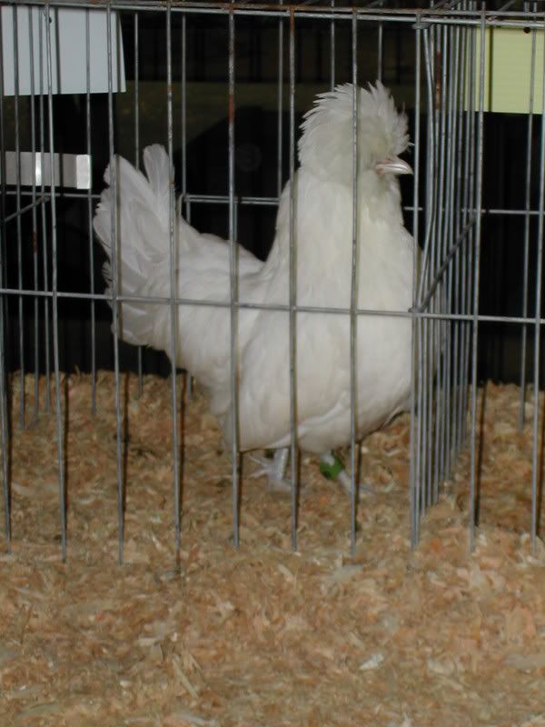 DSCN4074.jpg
