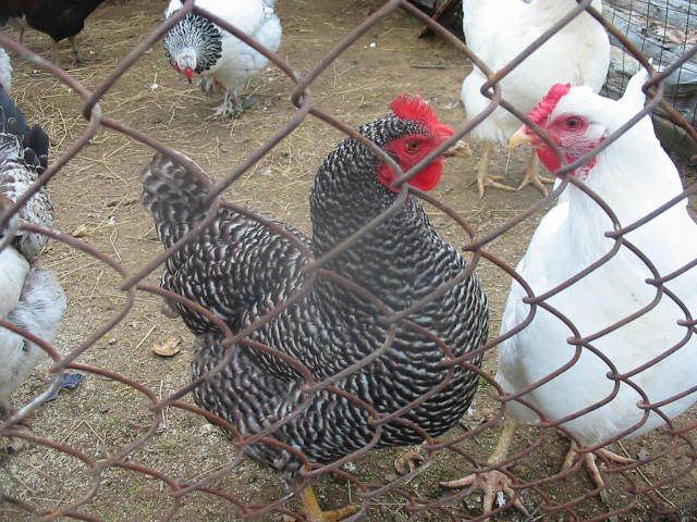 hens008.jpg