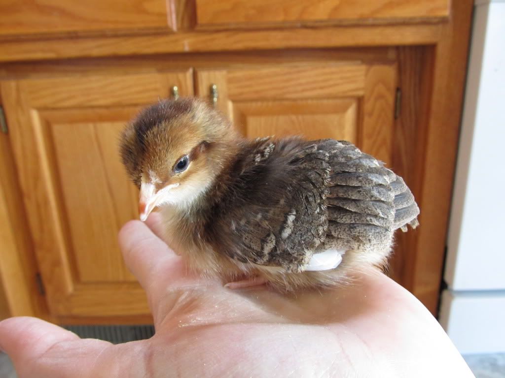 chickens2082.jpg