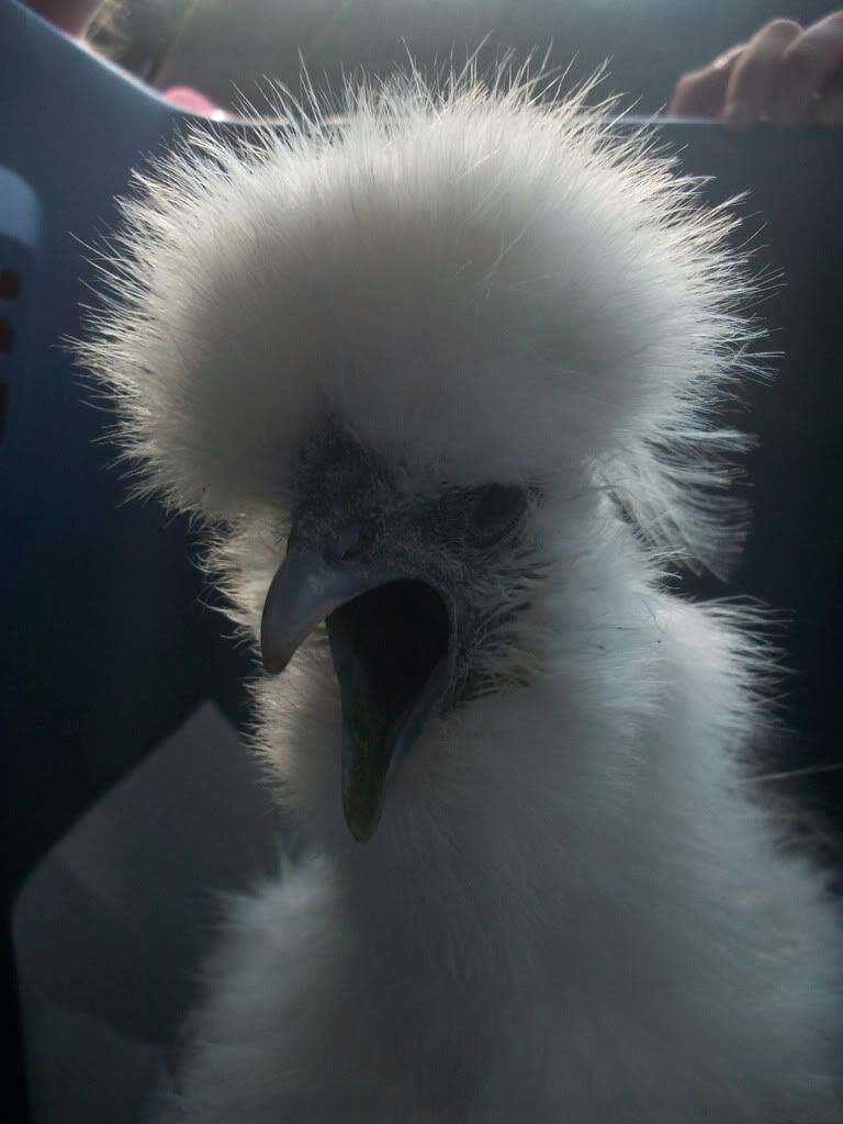 silkies007.jpg