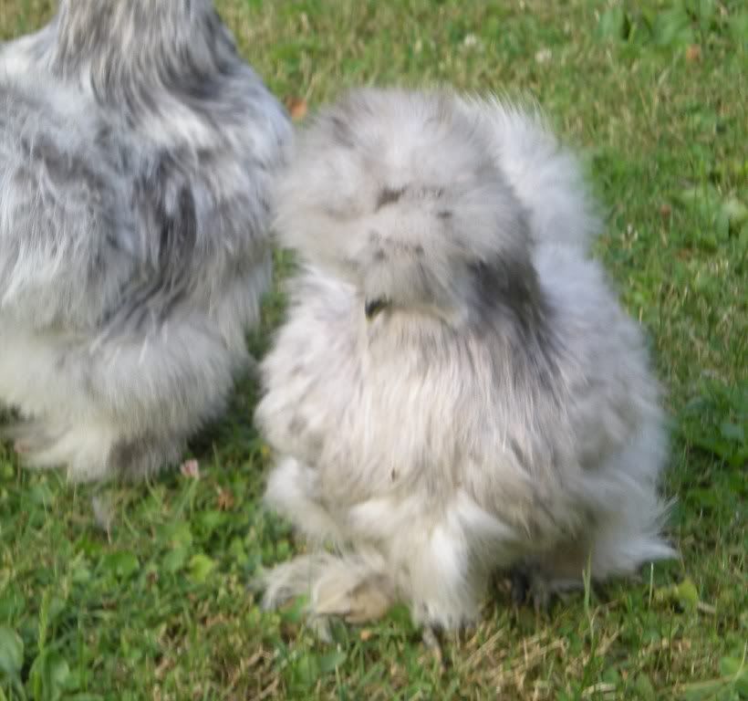 DSCN5388.jpg