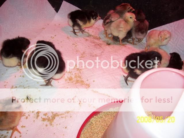 100_4929.jpg