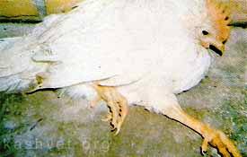 21-mareks-disease.jpg