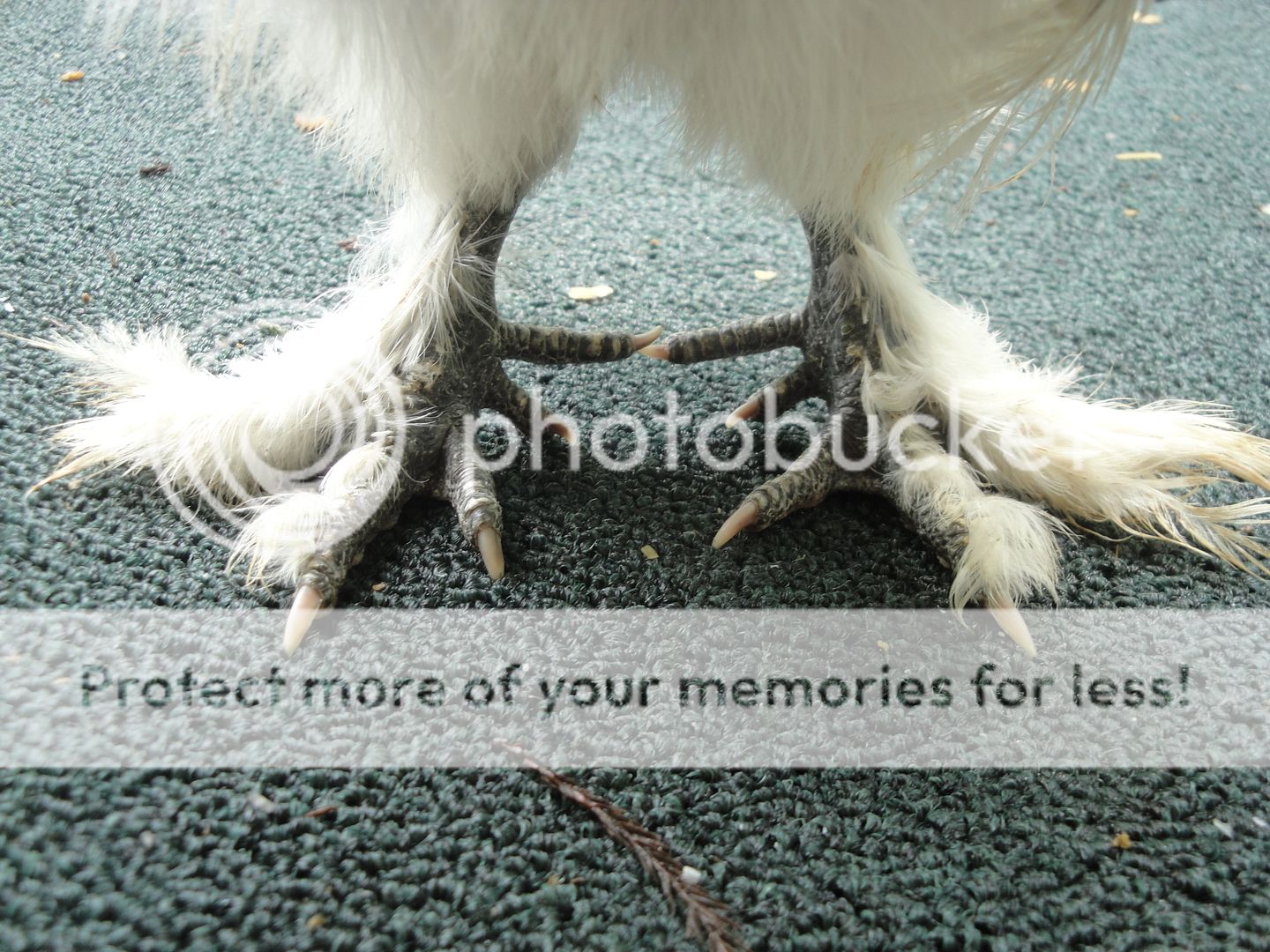 paintshowgirl005.jpg