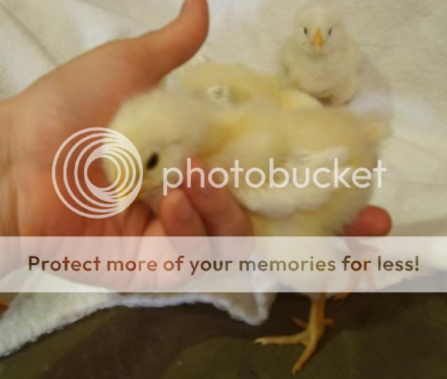 babychicks006.jpg