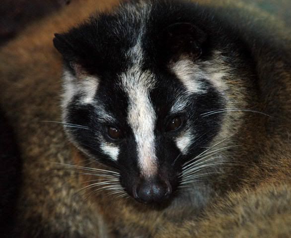 maskedcivet.jpg