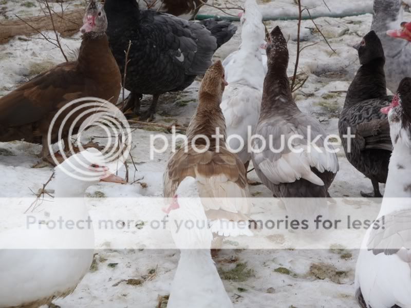 muscovyhens.jpg
