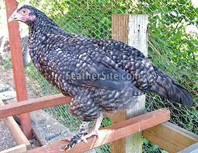 FeatherLegCukooMaranPullet.JPEG