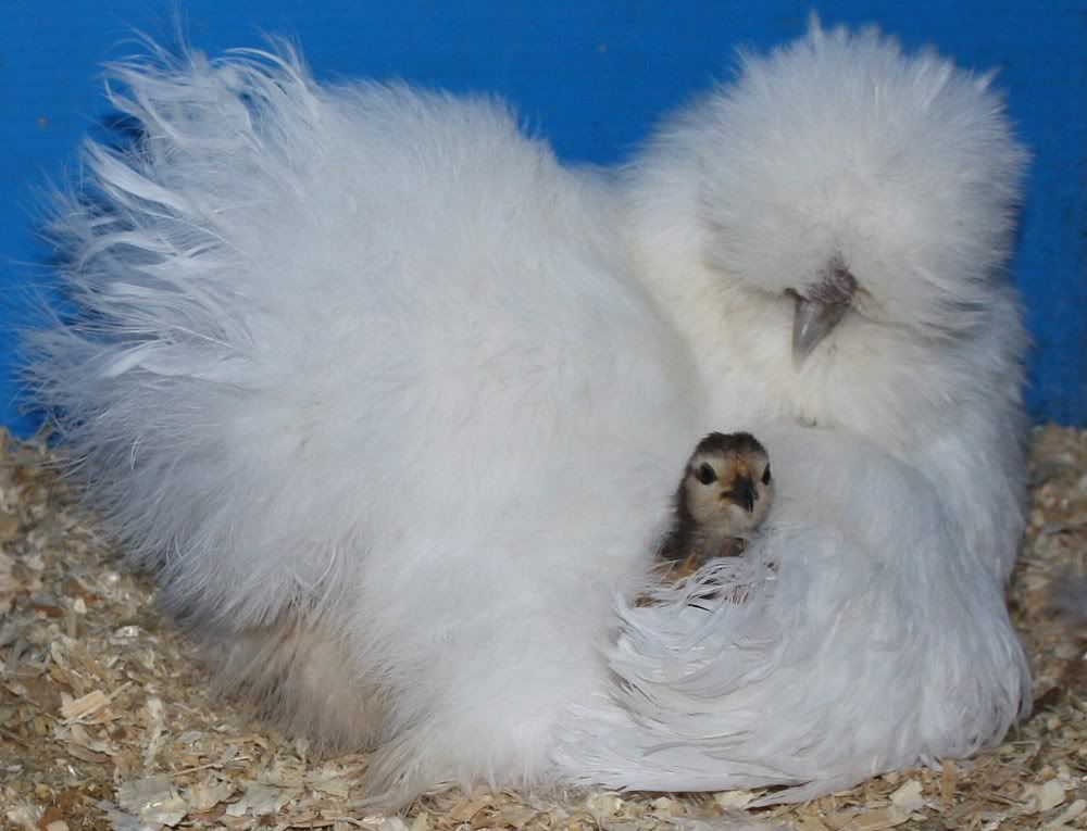 IMG_0457snowballchicklet.jpg