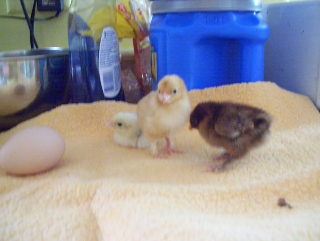 easterchicks028.jpg