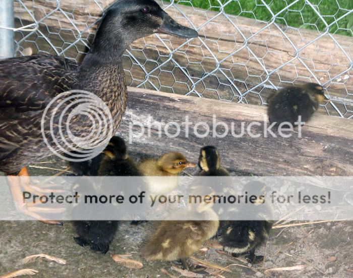 ducklings3.jpg