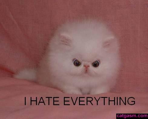 funny-cat-photo021.jpg