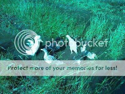 DUCKPUDDLES.jpg