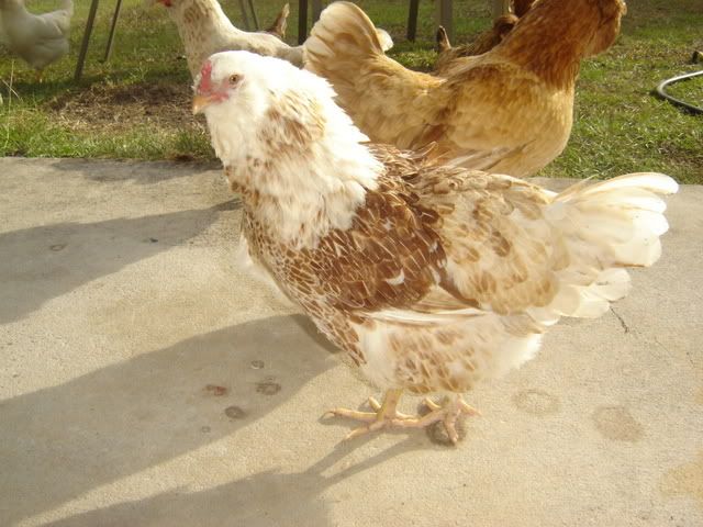 chickens1110002.jpg