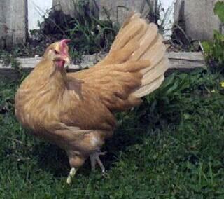 Hen2.jpg