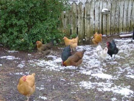Girlsfirstsnow.jpg