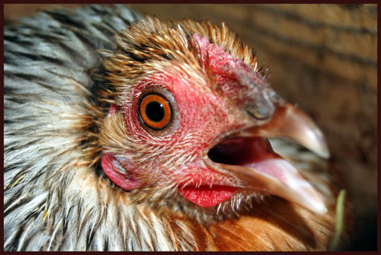 squawking-hen.jpg