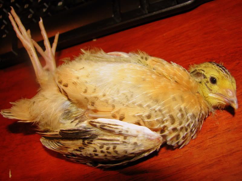 ducks042.jpg