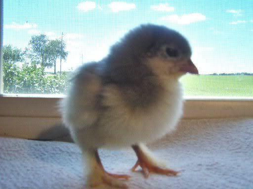fancychicks1dayold027.jpg