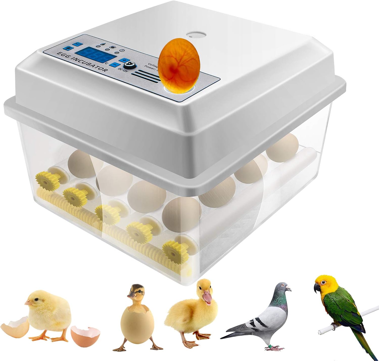 Safego 16 Eggs Incubator Hatching Incubator with Automatic Turner for  Hatching Turkey Goose Quail Ducks Chicken Eggs,Built-in Egg Candler  Tester,Small Egg Hatcher Machine : Amazon.ca: Industrial & Scientific
