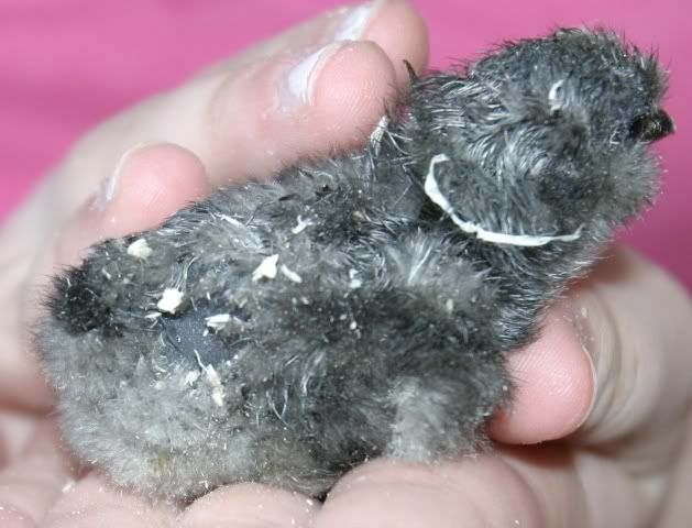 SilkieSpot.jpg