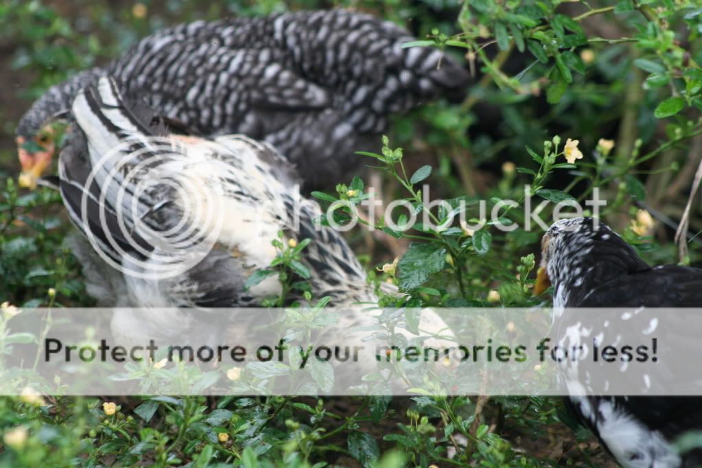 ck__birds_0461.jpg