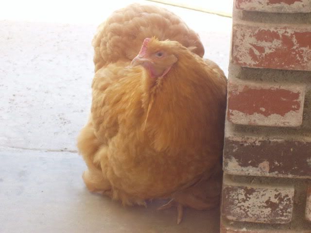 Chickens138.jpg