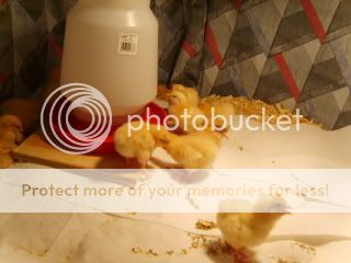 Chicks010.jpg