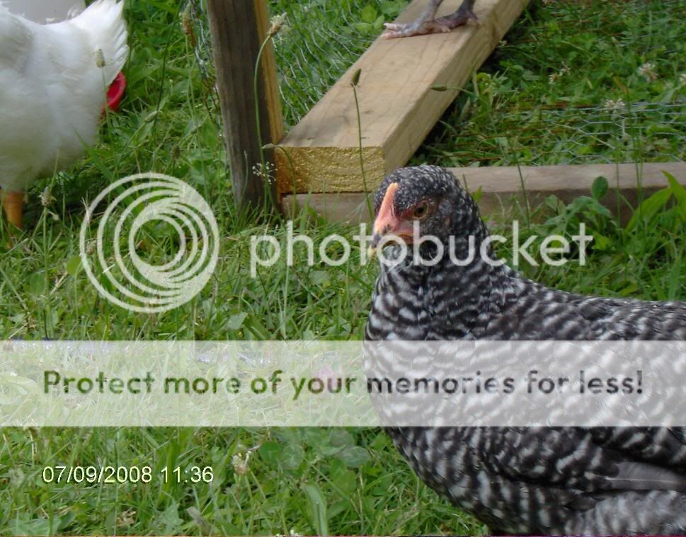2008_0709chickens6wks0065.jpg