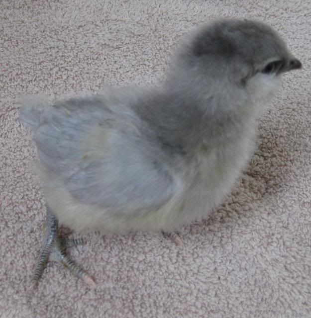 possiblelavamchick2.jpg