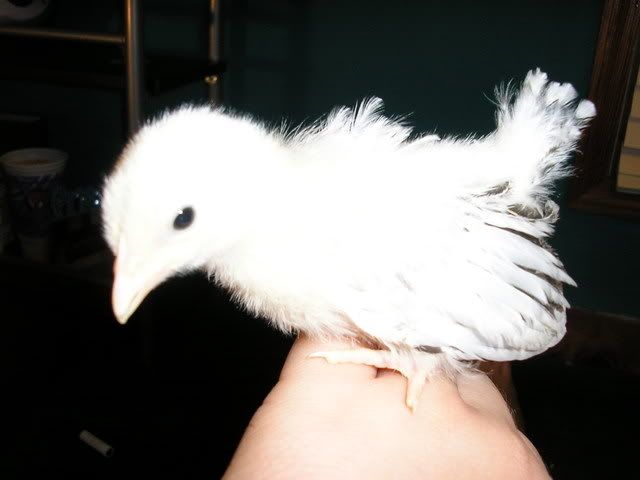 Brooder014.jpg