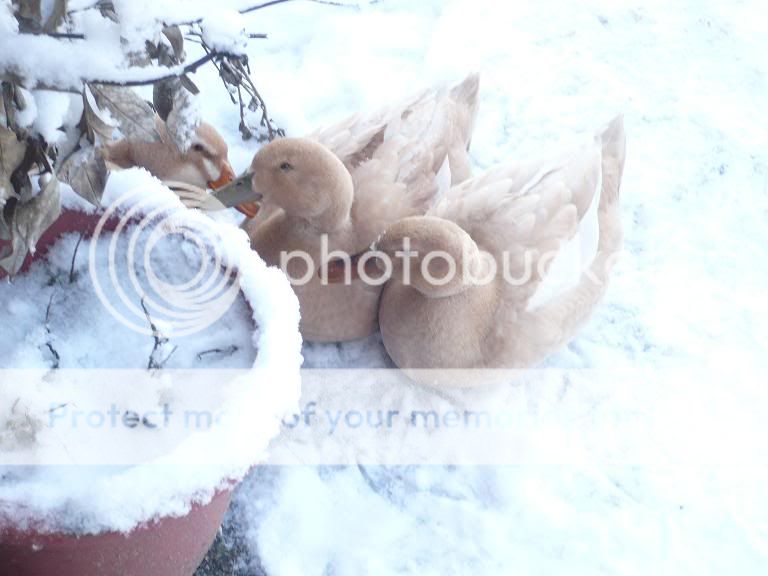 ducks_snow.jpg