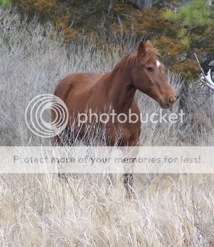 horse2.jpg