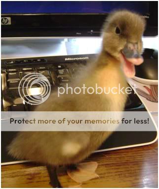duck2.jpg