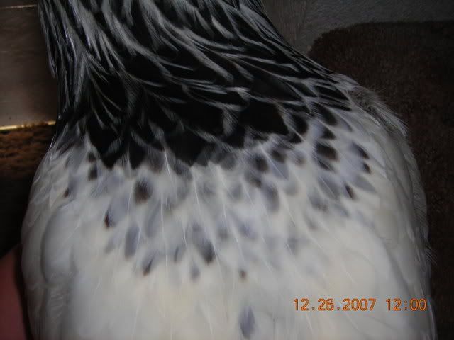 DSCN1709.jpg