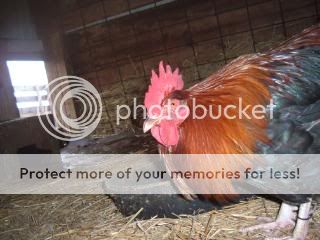 Chickiepics12-08047.jpg