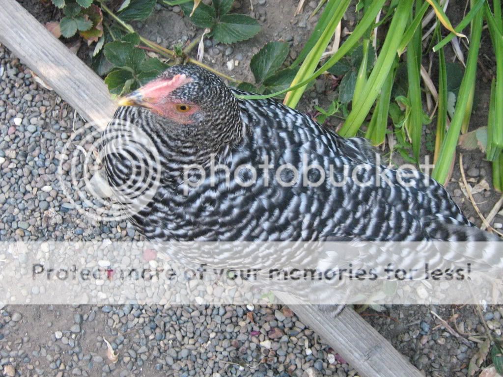 ChickensJuly21th2010044.jpg