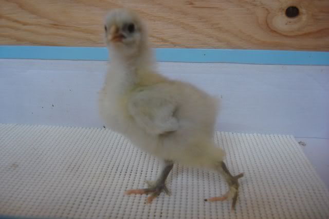 ChickCochinCockeral3.jpg