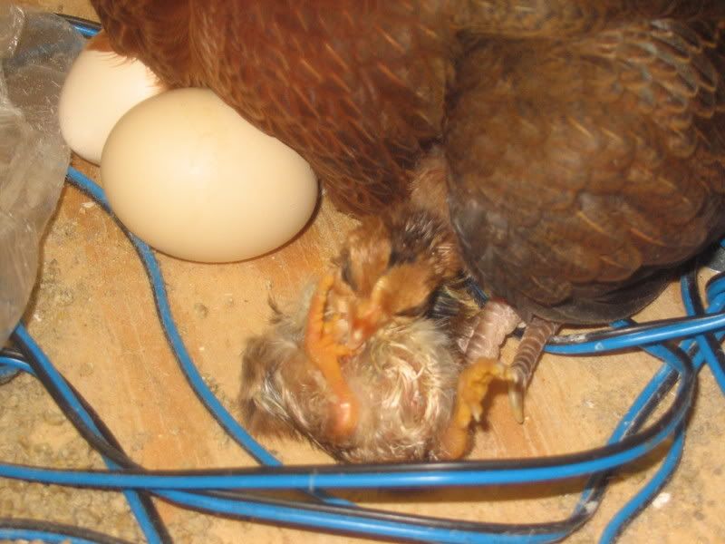 bloodandChickens038.jpg
