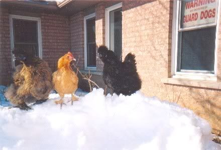 sledchooks3.jpg