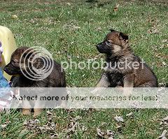 pup8.jpg
