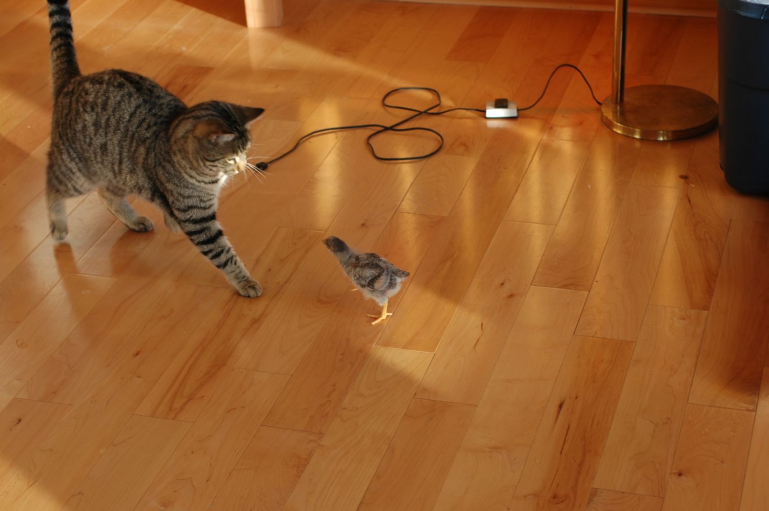 900x900px-LL-d06d8fed_DSC_0075.jpeg