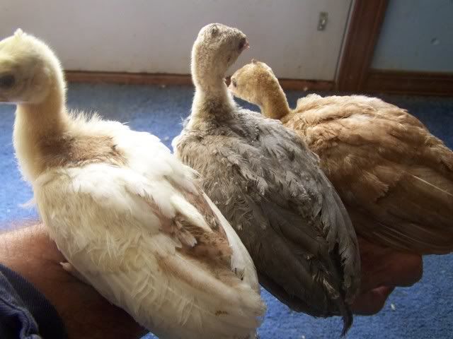 peafowl109.jpg