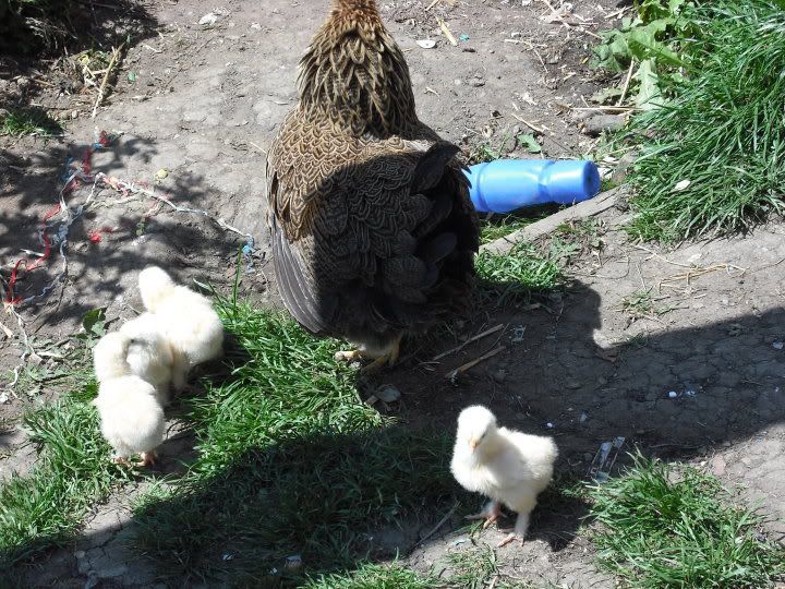 LemonCuckooCochinChicks.jpg