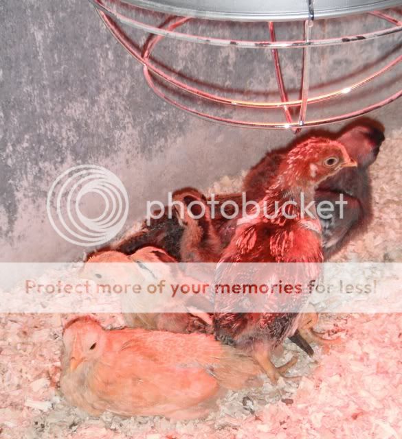 DSCF9373.jpg